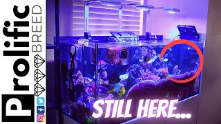 MIXED REEF TANK AQUARIUM UPDATE | RED SEA REEFER 350