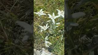 Finding The Rarest Flower in Europe! #flowers #botany #edelweiss #thruhike #hikertrash #hiking