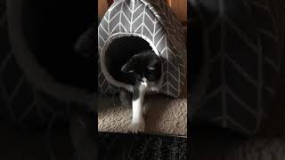 Cute Kittens Playing❤️