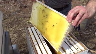 One of our 3 hives survived the winter!