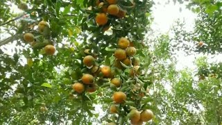 মিশ্র ফল বাগান - কৃষিতে অধিক লাভজন একটি খাত - Mixed fruits garden - Aruond of bengal