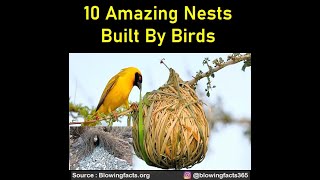 10 Amazing Nests Built By Birds