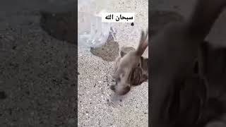 سبحان الله