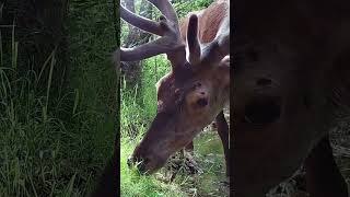 Big DEER stag caught on Trail cam! Just look at those antlers