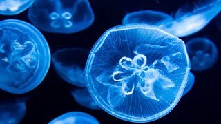 SEA Aquarium jellyfish Singapore