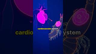 The Amazing Anatomy of Shrimp: Heart in Their Heads! 🦐💙 #MarineBiology #ShrimpFacts #NatureInFocus