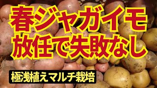 春ジャガイモ作るなら放任で失敗なしの「極浅植えマルチ栽培」。芽欠き、土寄せ、追肥、草取り、すべて必要ありません。2/6