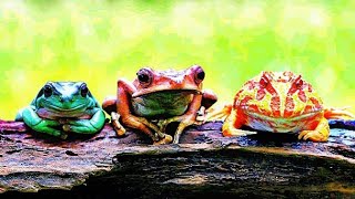 Green tree frog sleep on the stone  3 type different frog