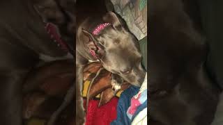 PITBULL ATTACK ON LOVING OWNER!