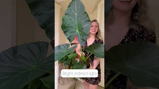 Alocasia Regal Shield Care Tips