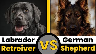 Labrador Retriever vs German Shepherd dog battle !