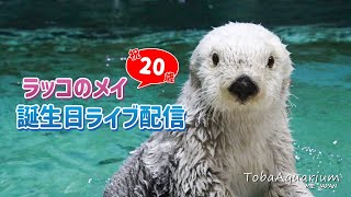 《鳥羽水族館》ラッコ「メイ」祝20歳！誕生日ライブ配信　ダイジェスト版