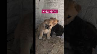 귀여운 강아지 삼형제 세상 배우기 시작 #korea #travel #여행 #dog #진돗개