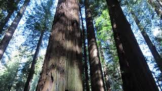 Redwood Forest  Feb 2020