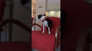 My dog is broken - Boston Terrier thinks it’s a wolf