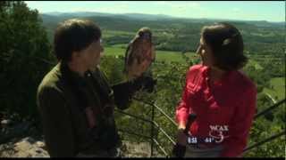 WCAX Red-Tailed Hawk Interview