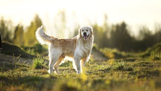 Golden Retriever Fails - Are They Hilarious or Embarrassing?