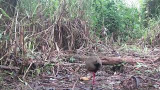 Visita da Onça em novo ponto