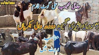 kamori patari Goat breed | goat milking | latest update today | date 14 /03/2024