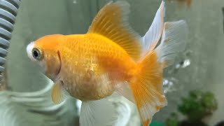 Fancy Goldfish,Reducing Stress,anxiety & insomnia #relax #study #sleep #highlights #fishtank