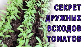 Посев томатов  Секрет дружных всходов