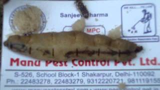 Termite Control south Delhi 9811191551