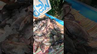 Harvesting and Selling Fresh Fish Unique Fish Market #shorts