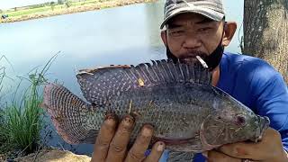 Ternyata Spot Ini  Banyak Ikan Nila Babon