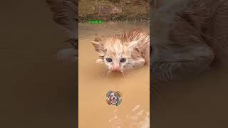 Man Rescue The Kitten From The Rain Storm & Brought Home  #shorts