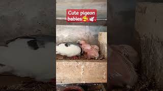 Cute Pigeon 🥰19 Day's old babies  . 23 april 24. #birds #birdslover #cute Life for You❤️