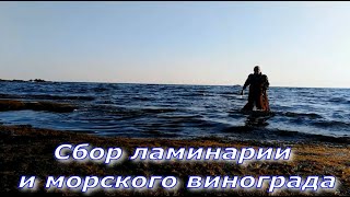 Сбор ламинарии и морского винограда