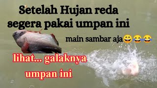 "Gila" Umpan ini memang benar benar gacor,,begitu hujan reda langsung sambaar