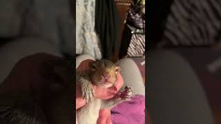 Leo the Rescued Baby Squirrel Opens Both Eyes