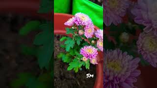 chrysanthemum #maadi_thottam_for #gardening #flowers #maadi_thottam_for #lovelyflowers