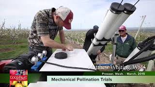 Штучне дозапилення ВИШЕНВОГО САДУ!!! Mechanical pollination trials on a commercial cherry crop