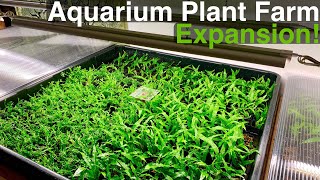 Expanding my Aquarium Plant Farm Again!!! | Significant Plans