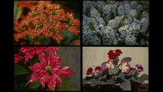 124056 Flowering Potted Plants SSTV PD120