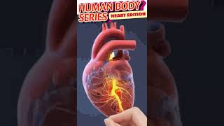 Everything you need to know about the Human Heart!