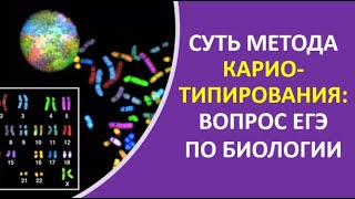 10. Суть метода кариотипирования: вопрос ЕГЭ по биологии