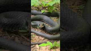 Black rat snake