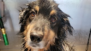 Live Wigglebutts Adventures bathing! What could go wrong 🤣🤣🤣