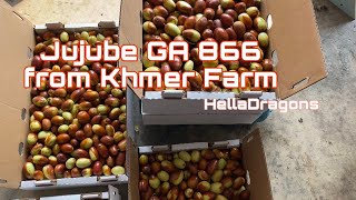 Jujube GA866 from Khmer Farm in Galt, CA