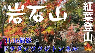 【福岡県 添田町 岩石山】11/16撮影紅葉🍁登山 ドウダンツツジトンネルやっぱり綺麗‼️