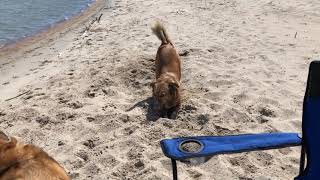 Rescue digging in and eating sand-April 2020