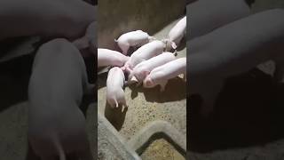 Unang Araw ng pagwalay sa Inahin #piggery #viral #shorts #trending #shortvideo #countryside #pig