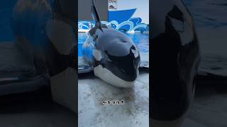 Amazing Dolphins😱, Tools items!, New vairal gadgets#youtubeshorts#againfoysal