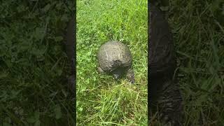 Snapping turtle in pasture