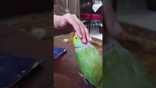 talking parrot/ miyan mithoo