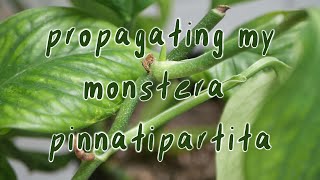 PROPAGATE WITH ME  | monstera pinnatipartita