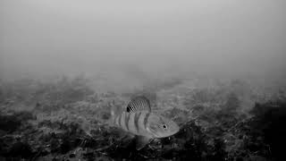 black and white.under the water/черно-белый.под водой